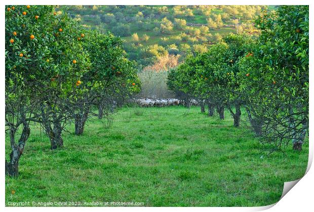 Orange trees and sheep flock Print by Angelo DeVal