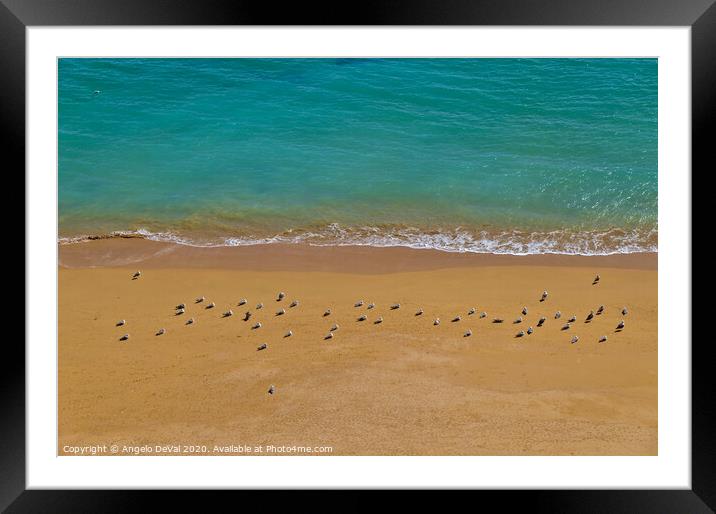 Seagulls Relaxing in Deserta Beach Framed Mounted Print by Angelo DeVal