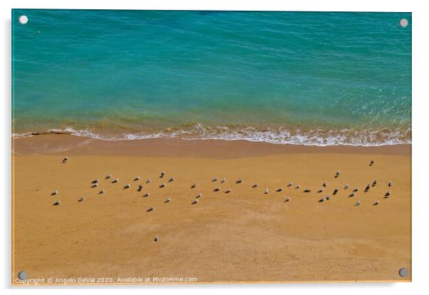 Seagulls Relaxing in Deserta Beach Acrylic by Angelo DeVal