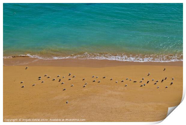 Seagulls Relaxing in Deserta Beach Print by Angelo DeVal