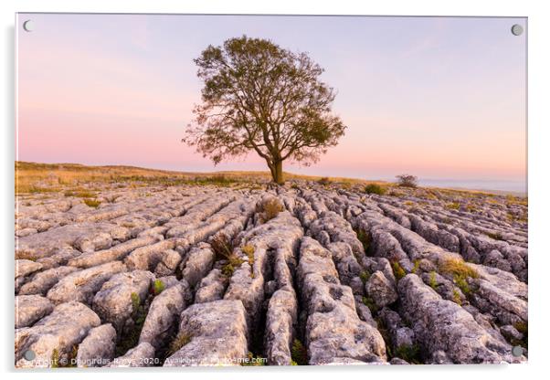 Lone tree and North Yorkshire stone pavements Acrylic by Daugirdas Racys