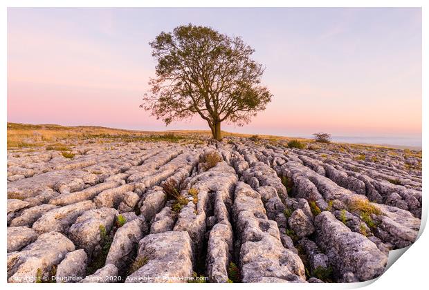 Lone tree and North Yorkshire stone pavements Print by Daugirdas Racys