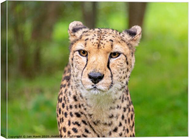 A cheetah stare Canvas Print by Iain Mavin
