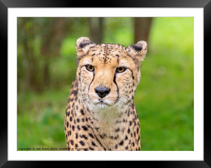 A cheetah stare Framed Mounted Print by Iain Mavin