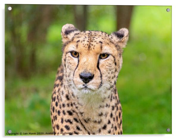 A cheetah stare Acrylic by Iain Mavin