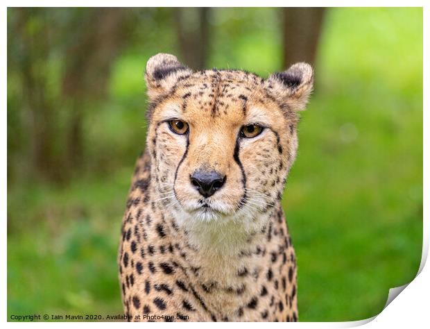 A cheetah stare Print by Iain Mavin