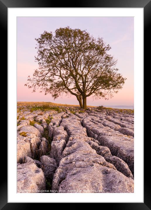 Lone tree and North Yorkshire rocks Framed Mounted Print by Daugirdas Racys