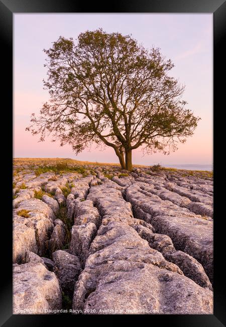 Lone tree and North Yorkshire rocks Framed Print by Daugirdas Racys