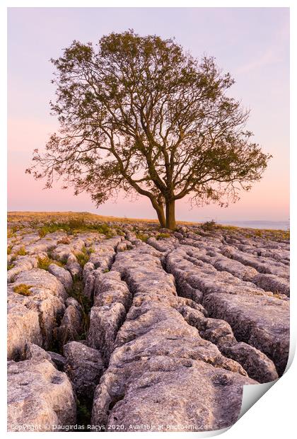 Lone tree and North Yorkshire rocks Print by Daugirdas Racys