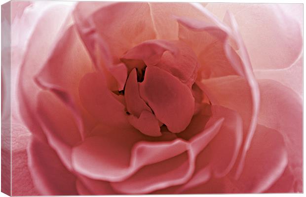 Delicate Pink Canvas Print by kelly Draper