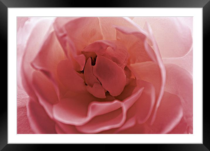 Delicate Pink Framed Mounted Print by kelly Draper