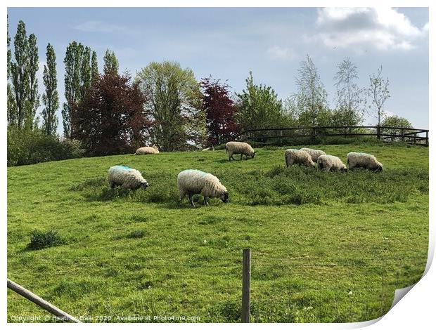 Lazy sheep on a sunny afternoon. Print by Heather Gale