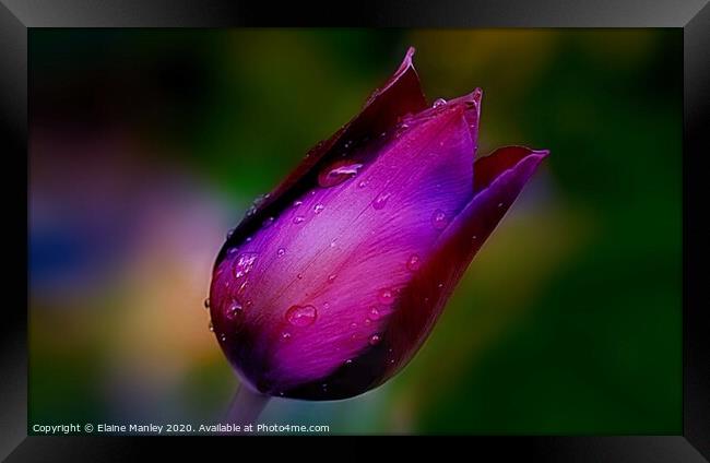  Spring Tulip After The Rain Framed Print by Elaine Manley