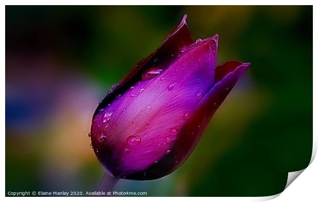  Spring Tulip After The Rain Print by Elaine Manley