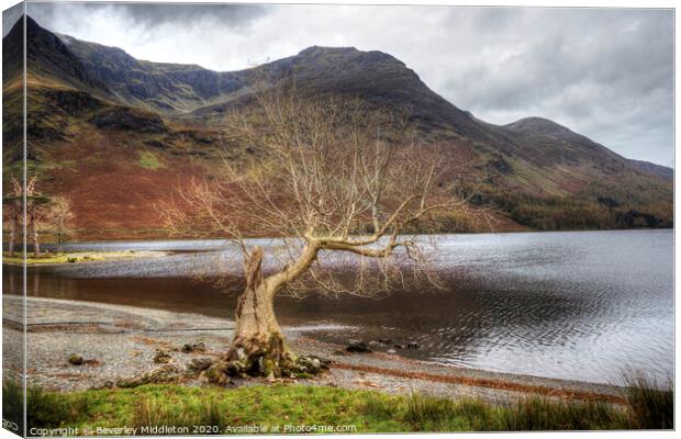 Buttermere lone tree Canvas Print by Beverley Middleton