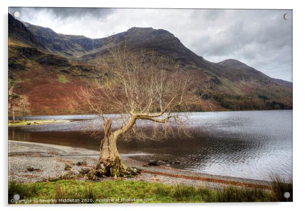 Buttermere lone tree Acrylic by Beverley Middleton