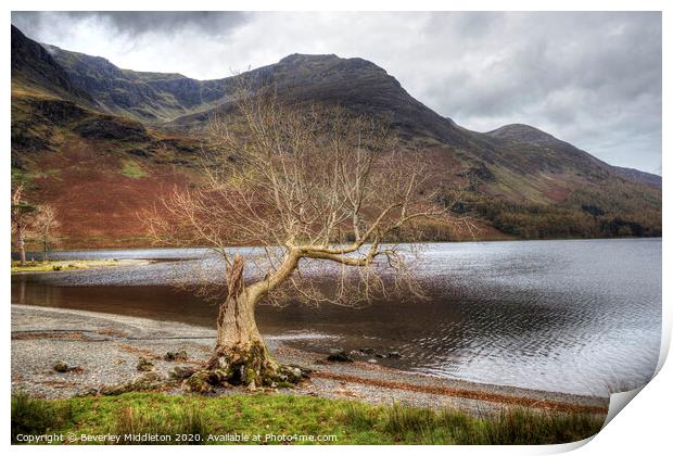 Buttermere lone tree Print by Beverley Middleton