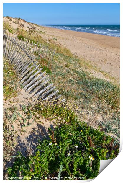 Dunes Wooden Fence in Quinta do Lago Print by Angelo DeVal