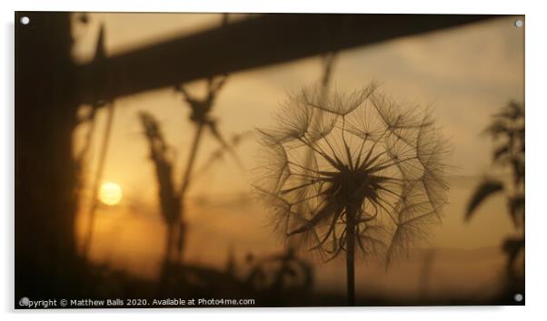 Dandilion Sunset Acrylic by Matthew Balls