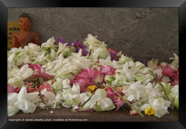 Floral Offerings Anuradhapura Framed Print by Serena Bowles