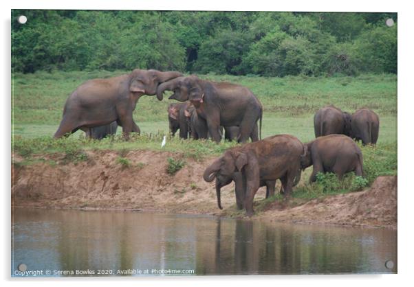 Elephant Family Kaudulla Acrylic by Serena Bowles