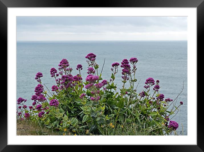 Cliff Edge Flowers Framed Mounted Print by Donna Collett