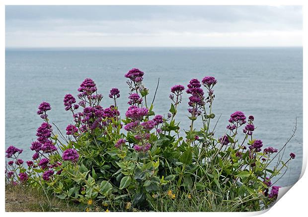 Cliff Edge Flowers Print by Donna Collett
