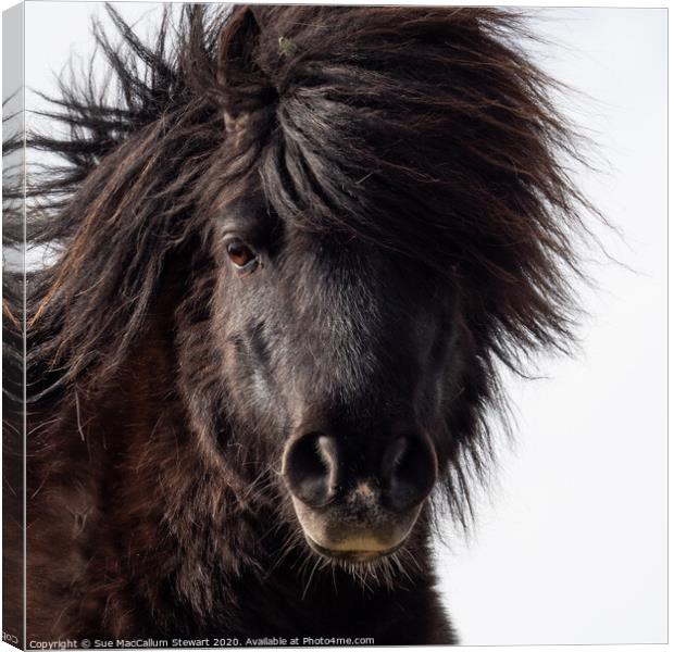 A close up of a Shetland Pony that is looking at the camera Canvas Print by Sue MacCallum- Stewart