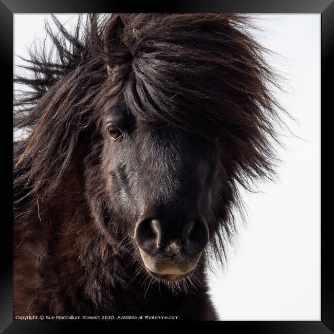 A close up of a Shetland Pony that is looking at the camera Framed Print by Sue MacCallum- Stewart
