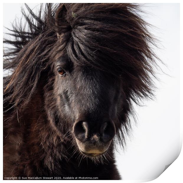 A close up of a Shetland Pony that is looking at the camera Print by Sue MacCallum- Stewart