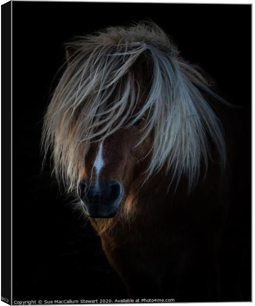Shetland Pony Portrait Canvas Print by Sue MacCallum- Stewart