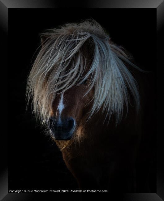 Shetland Pony Portrait Framed Print by Sue MacCallum- Stewart