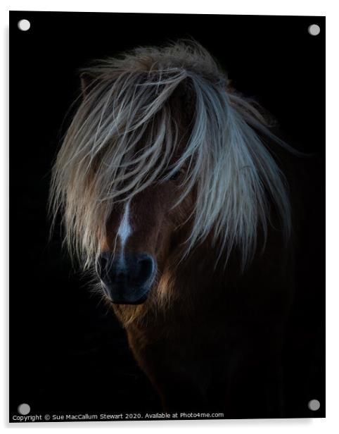 Shetland Pony Portrait Acrylic by Sue MacCallum- Stewart