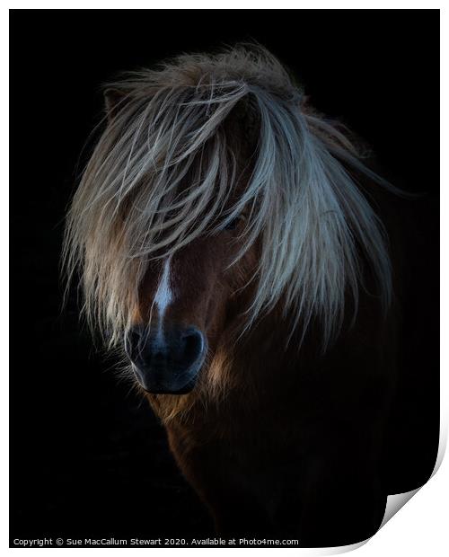 Shetland Pony Portrait Print by Sue MacCallum- Stewart