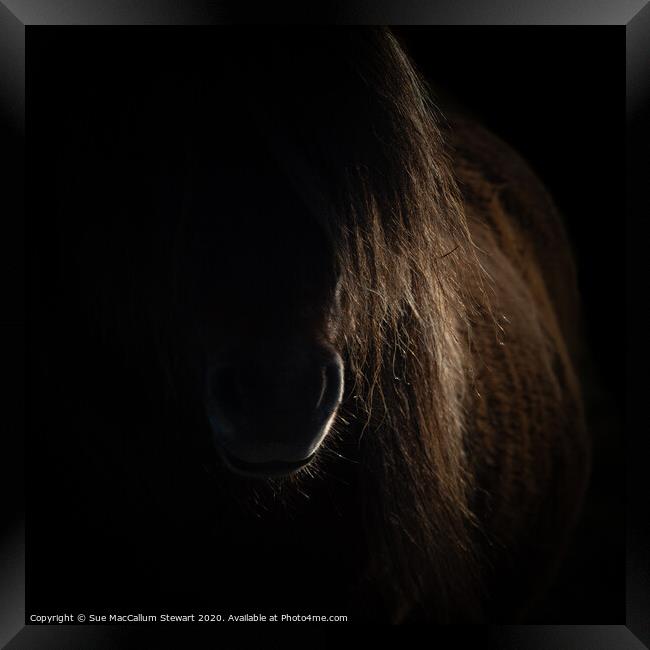 Shetland Pony Portrait Framed Print by Sue MacCallum- Stewart