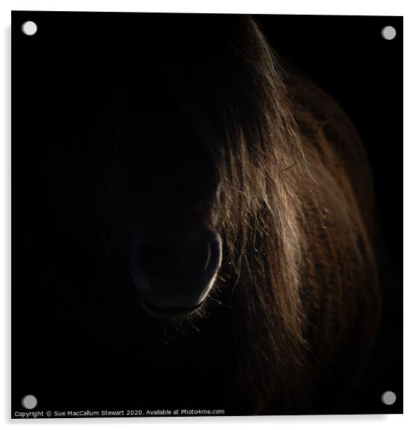 Shetland Pony Portrait Acrylic by Sue MacCallum- Stewart