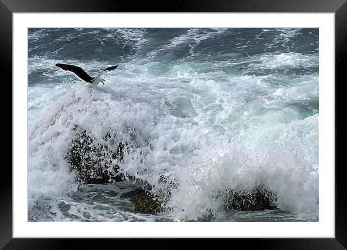 Hold On!!!!!!! Framed Mounted Print by Donna Collett