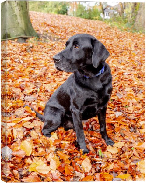 Black Labrador Retriever in Autumn Canvas Print by Ros Crosland