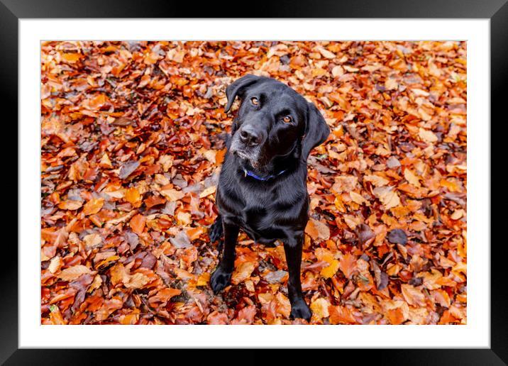 A dog sitting in autumn leaves.  Framed Mounted Print by Ros Crosland