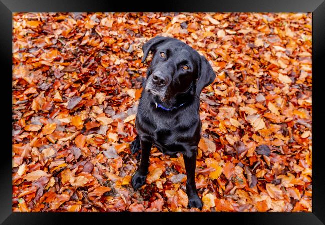A dog sitting in autumn leaves.  Framed Print by Ros Crosland