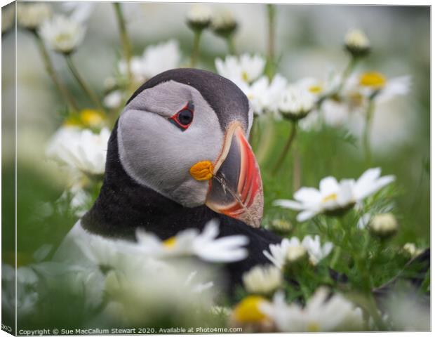 A puffin surrounded by daisies Canvas Print by Sue MacCallum- Stewart