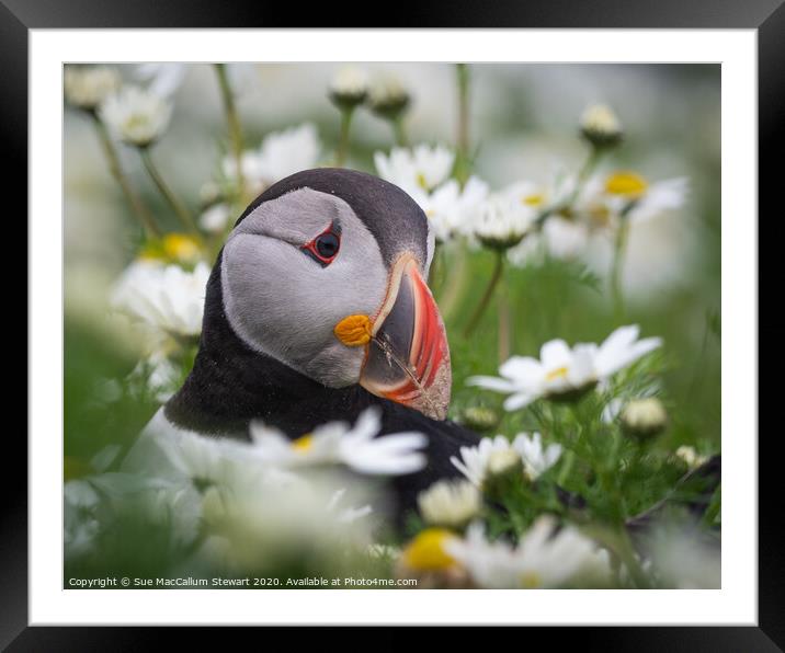 A puffin surrounded by daisies Framed Mounted Print by Sue MacCallum- Stewart