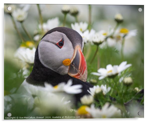 A puffin surrounded by daisies Acrylic by Sue MacCallum- Stewart