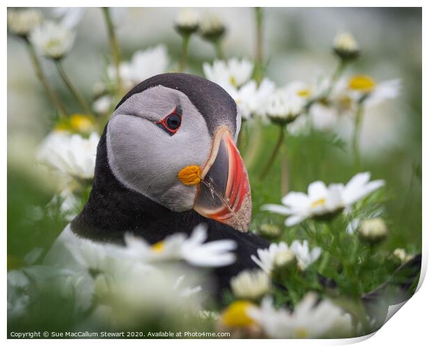 A puffin surrounded by daisies Print by Sue MacCallum- Stewart