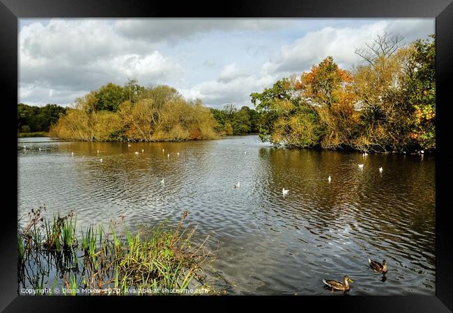 Connaught Water Epping Forest London Framed Print by Diana Mower
