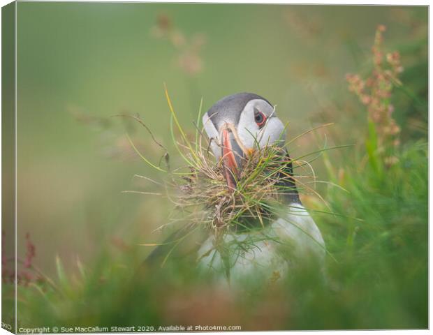 A puffin with nesting material Canvas Print by Sue MacCallum- Stewart