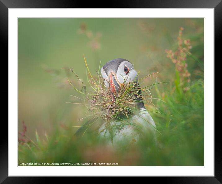 A puffin with nesting material Framed Mounted Print by Sue MacCallum- Stewart