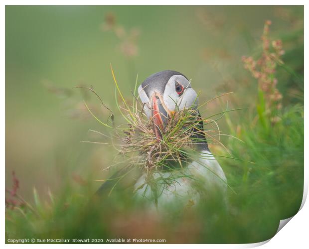 A puffin with nesting material Print by Sue MacCallum- Stewart