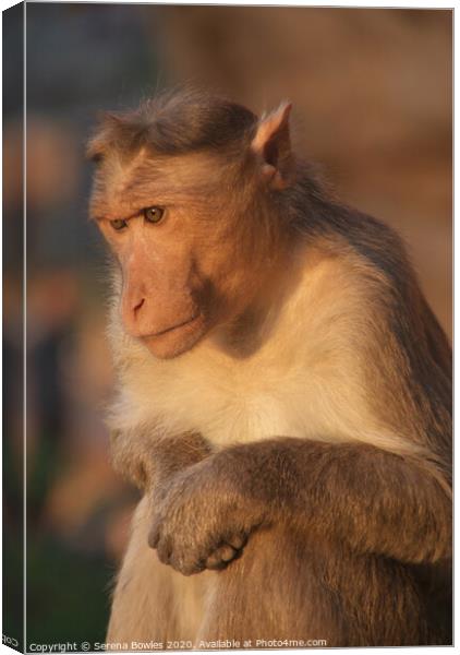 Macaque Monkey, Badami Canvas Print by Serena Bowles