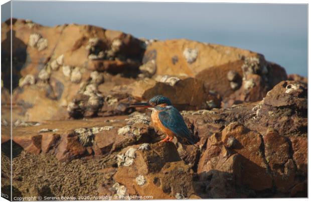 Kingfisher on the Rocks Canvas Print by Serena Bowles